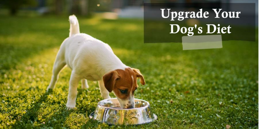 Transitioning Your Dog to Purina Pro Plan